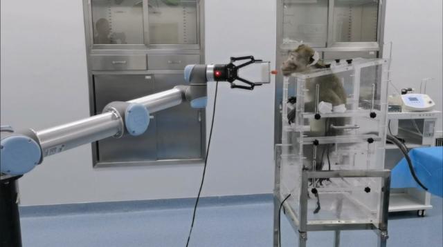 全球首例！南开大学完成介入式脑机接口非人灵长类动物试验